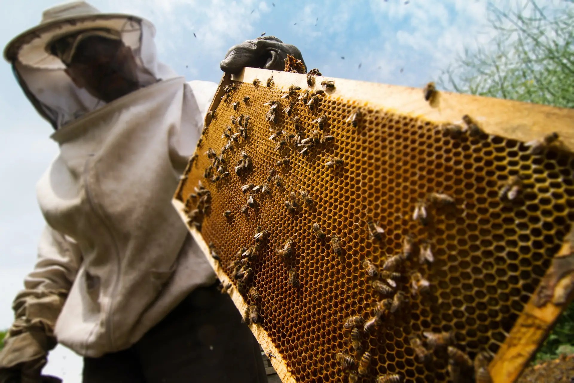 BuenoBee Beekeeper working on beehive in Mayagüez, Puerto Rico